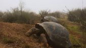 Tortugas gigantes de Galápagos serán censadas para su conservación