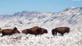 México: autoridades ambientales reintroducen al bisonte americano 100 años después de su desaparición