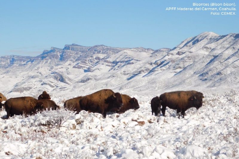 México: autoridades ambientales reintroducen al bisonte americano 100 años después de su desaparición
