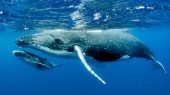 Ballenas jorobadas están dejando de reproducirse por falta de alimentos