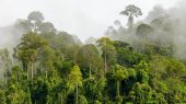 Los bosques son la opción más efectiva y natural para captura de carbono