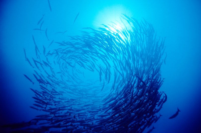 Humanos han cambiado los sonidos del océano