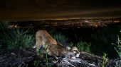 Los Ángeles construirá un puente verde para los pumas que quieran cruzar la autopista