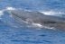 Nueva especie de ballena descubierta en Estados Unidos