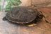 Colombia: ambientalistas piden que cese la tradición de consumir tortuga e iguana en cuaresma
