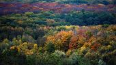 Bosques de Alemania están deteriorandose