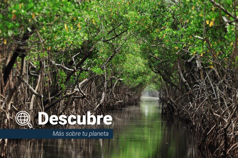 Qué son los manglares y por qué son importantes