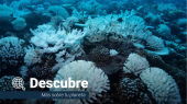 Descubre: todo lo que necesitas saber sobre corales