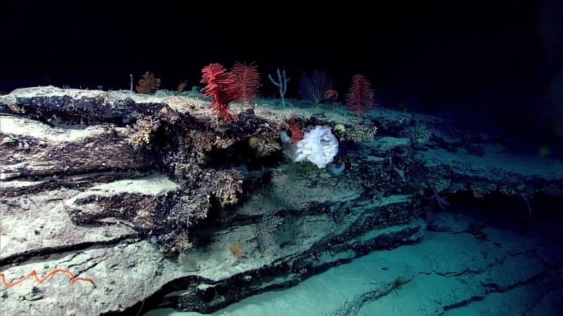Diversos colores de corales - Foto OAA Office of Ocean Exploration and Research