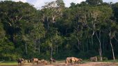 Estamos en un momento decisivo para los bosques