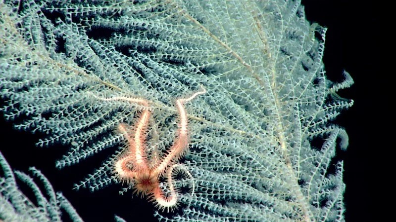 Especies alimentándose de los corales - Foto OAA Office of Ocean Exploration and Research