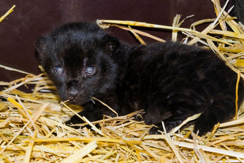Nace jaguar negro después de 7 años de intento de reproducción