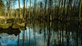 Los bosques fantasma tiran gases contaminantes para el ambiente