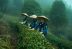 La producción del té está en riesgo por el calentamiento global