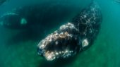 Ballenas francas del Atlántico Norte se están encogiendo