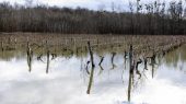 Producción de vino se ve afectada por el clima extremo en Francia