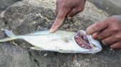 Aparecen animales envenenados en las playas de Sri Lanka un mes después del desastre ecológico