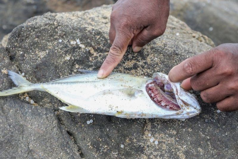 Aparecen animales envenenados en las playas de Sri Lanka un mes después del desastre ecológico