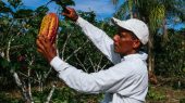 Se necesita un sistema más sostenible para la producción de cacao.