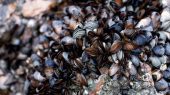 Millones de mejillones y almejas muertos por ola de calor en Canadá