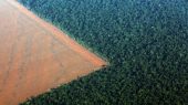 La selva amazónica está absorbiendo más CO2 del que absorbe.