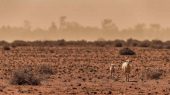 Australia sancionada por no cumplir sus objetivos climáticos