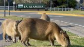 400 capibaras invaden zona urbana de Argentina