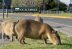 400 capibaras invaden zona urbana de Argentina