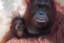 La falta de alimentos en la selva de Borneo está matando de hambre a los orangutanes.