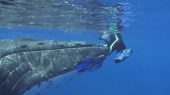 Ballena jorobada protege a una buzo de un ataque de tiburón.