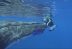 Ballena jorobada protege a una buzo de un ataque de tiburón.