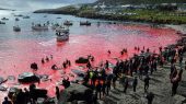 Más de 1,400 delfines masacrados en Islas Feroe por controversial tradición.