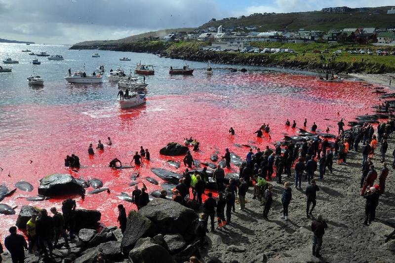 Más de 1,400 delfines masacrados en Islas Feroe por controversial tradición.