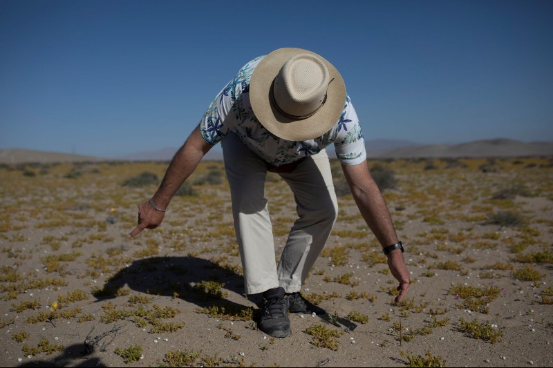Desierto de Chile florece a pesar de la crisis de sequía.