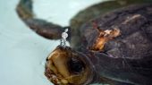 Tortugas marinas en Ecuador en rehabilitación por heridas con plástico