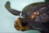 Tortugas marinas en Ecuador en rehabilitación por heridas con plástico