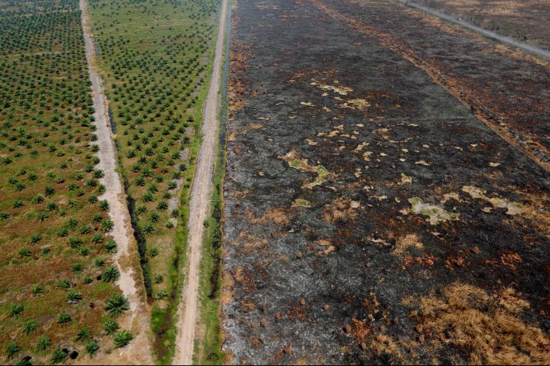 Empresas de aceite de palma afectan a las comunidades.