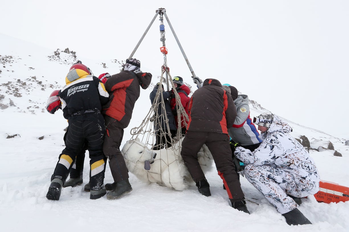 Investigadores pesan a un oso polar anestesiado en el Océano Ártico. - Foto Grigorov Gavriil/CIWEM environmental photographer of the year award 2021