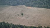 Deforestación de la selva amazónica se elevó un 22% en un año.