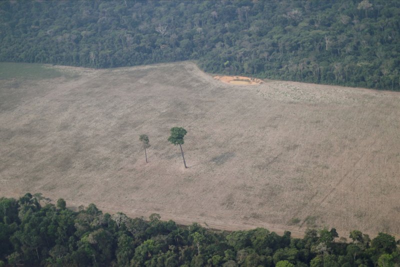 Deforestación de la selva amazónica se elevó un 22% en un año.