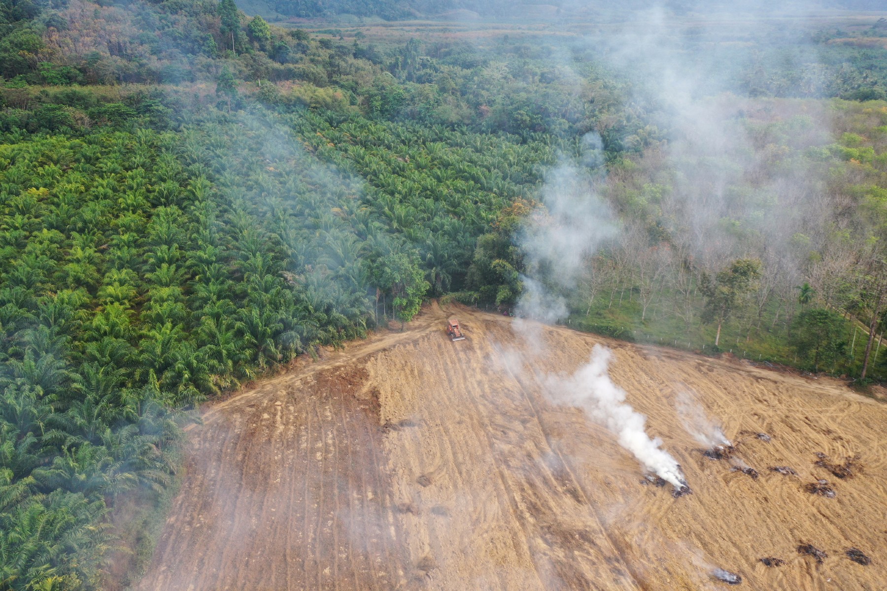 Deforestación de bosques por la producción de aceite de palma. - Foto richcarey/Gettyimages