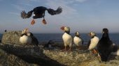 El cambio climático está matando a las aves marinas.