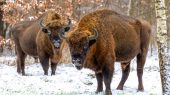 Muro fronterizo cortará a la mitad el bosque más antiguo de Europa