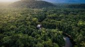 Los bosques tropicales se pueden regenerar naturalmente en 20 años