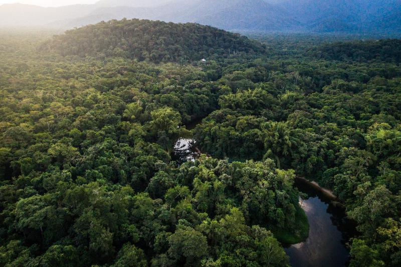 Los bosques tropicales se pueden regenerar naturalmente en 20 años