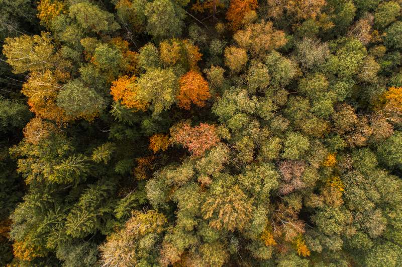 Un estudio hizo el conteo de 73 mil especies de árboles en el mundo.