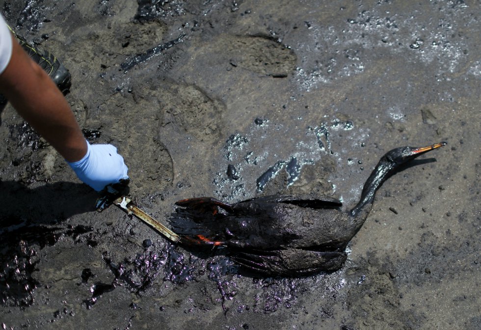 Animales intoxicados por petróleo derramado en costas de Perú. - Foto Pilar Olivares/Reuters