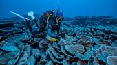 Encuentran arrecife de coral intacto y saludable cerca de Tahití.