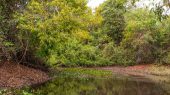 La sequía impacta gravemente a los bosques tropicales y su adaptabilidad.