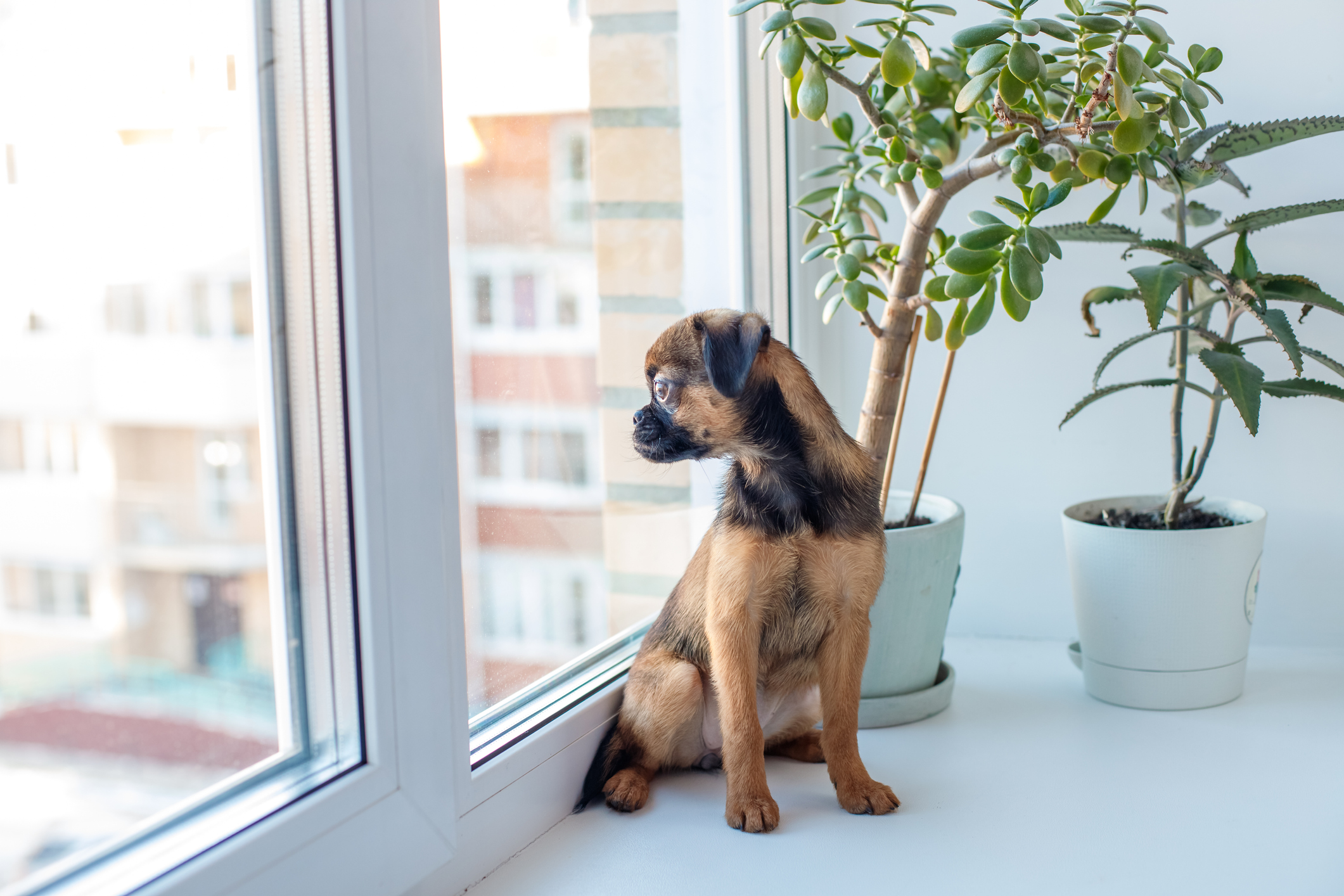 Precauciones para proteger a nuestras mascotas y plantas del calor extremo. - Foto Maria Badaeva/Gettyimages